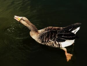 Photo Goose wearing sweatshirt